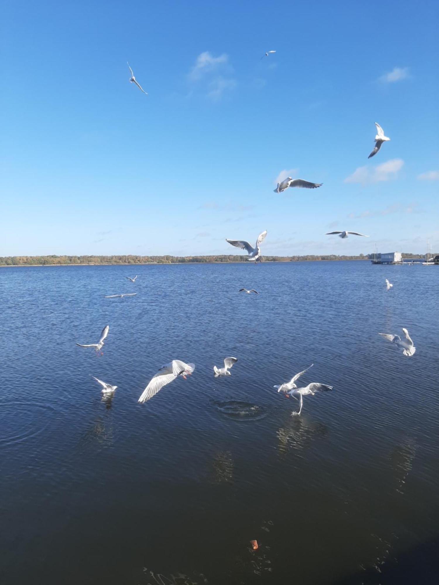 Hotel Perle Am Bodden Ribnitz-Damgarten Exteriör bild